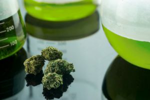 marijuana in a lab