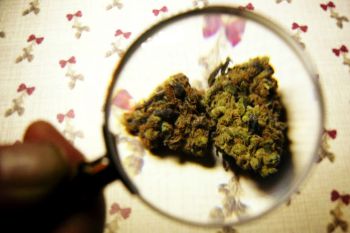 marijuana underneath a magnifying glass